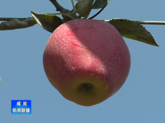 我国第一批有自主知识产权的苹果新品种“瑞阳”“瑞雪”落户我市助力