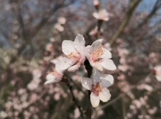 【微视频】春暖花开  美好而来