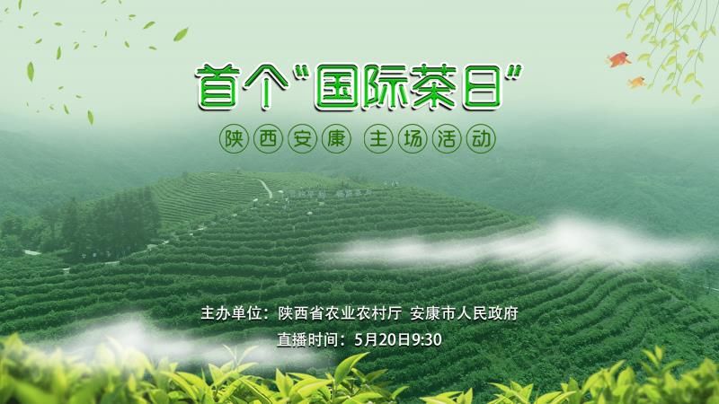 【直播回看】首个“国际茶日”陕西安康主场活动