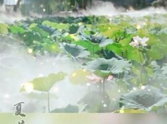 【西部国际商贸城·微视频大赛作品142】夏荷