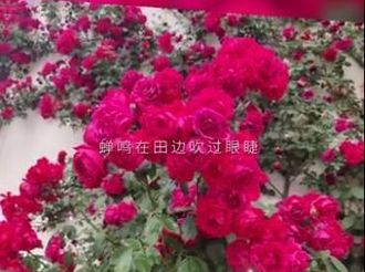 【微视频大赛作品106】咸阳旬邑：美丽村居入画来