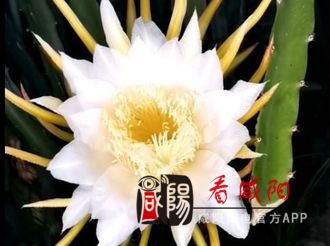 【西部国际商贸城·微视频大赛作品174】花如火一团  果似红鳞翻