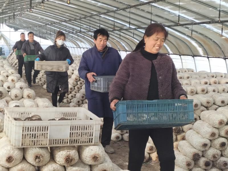 兴平大棚蘑菇 群众的致富“钱袋子”