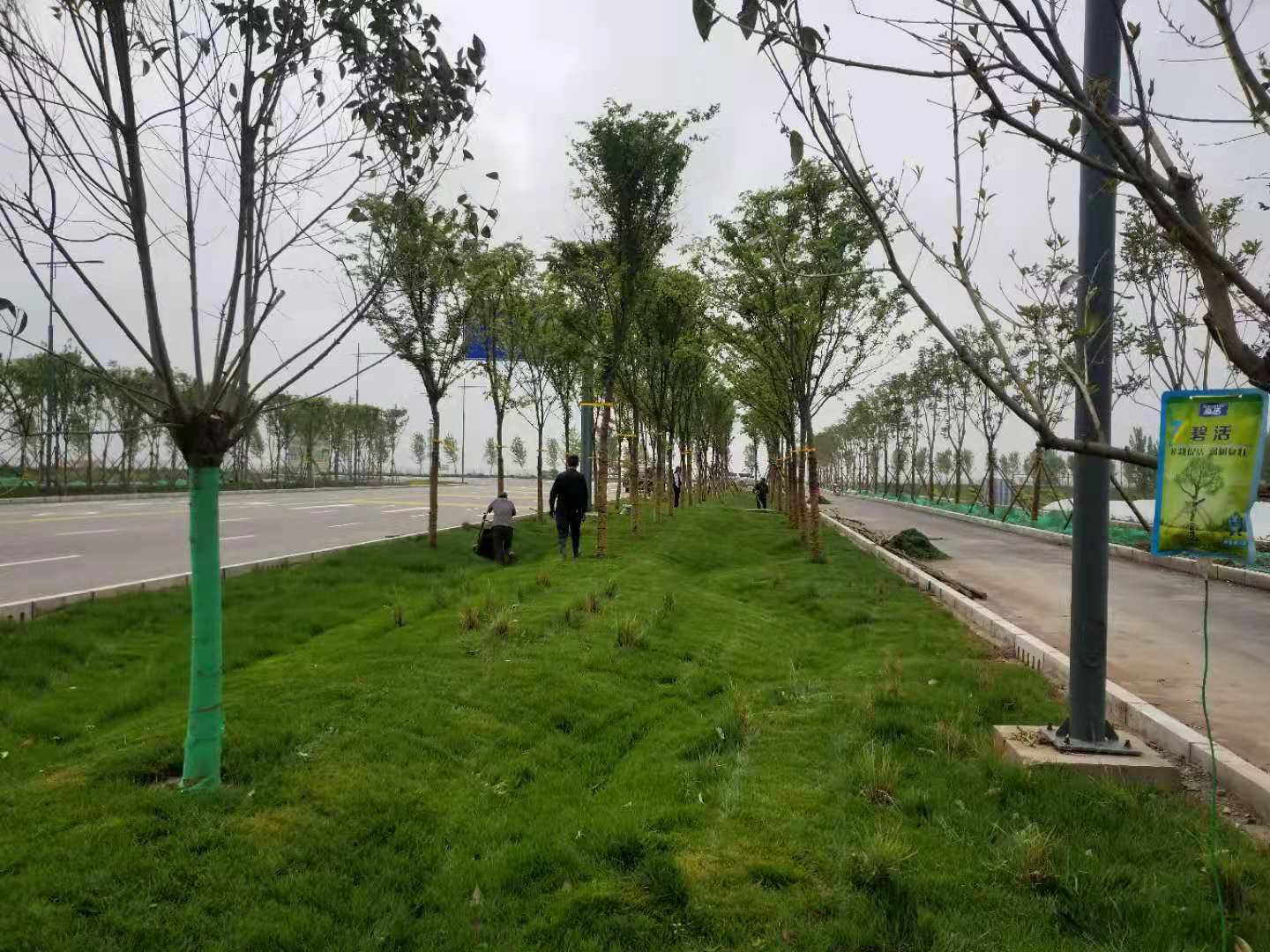 兴平首条海绵城市设施道路通过验收