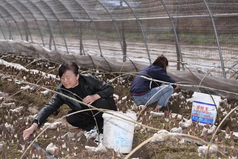 【党史学习教育——同心奔小康】旬邑湫坡头镇：小小羊肚菌  撑起群众“致富伞”