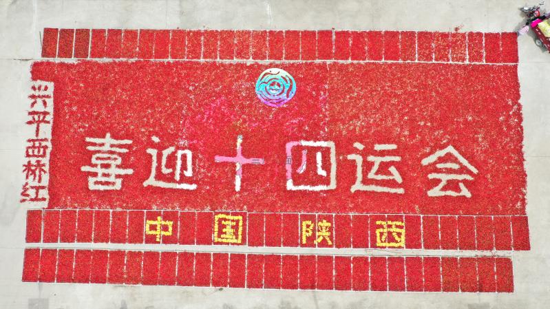 【精彩十四运】兴平农民用一万公斤辣椒拼出“喜迎十四运会”图案