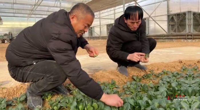 【视频】长武县：蔬菜基地劳作忙 农业复工复产正当时！