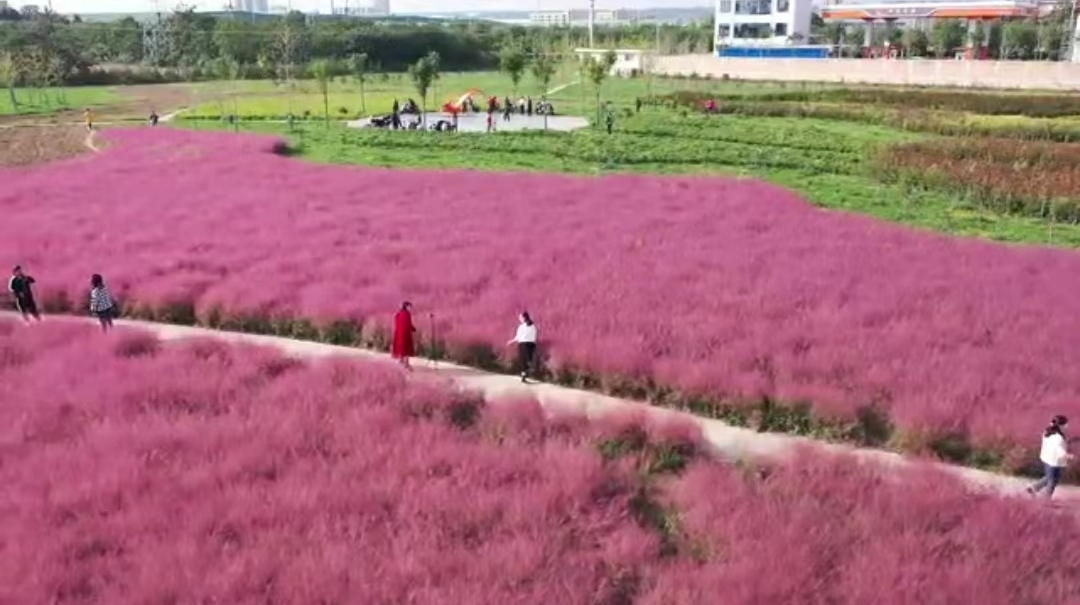 興平粉黛亂子草驚艷了秋天