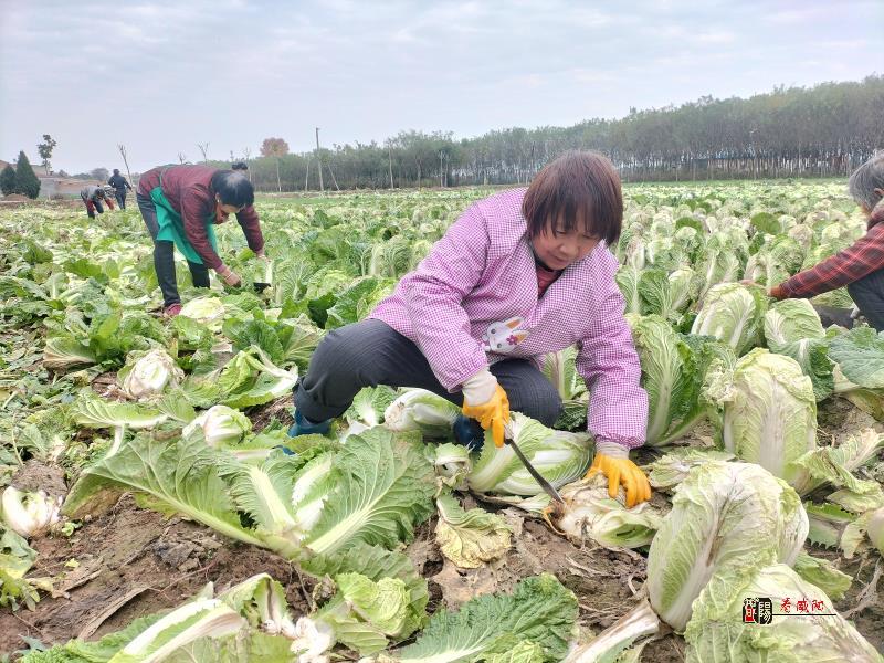 興平泉水白菜迎來大豐收 街道干部多方助農(nóng)尋銷路