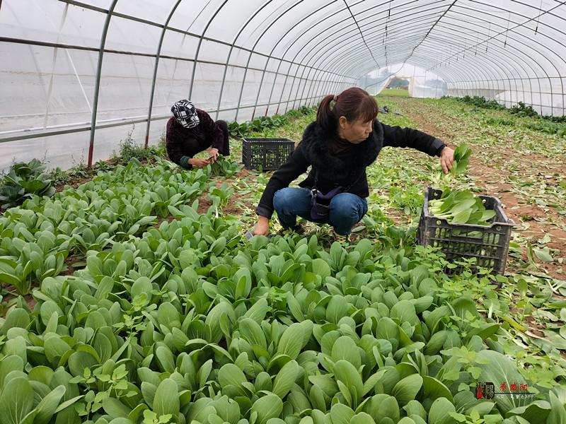 興平市住建局 ：多措并舉助力鄉(xiāng)村振興