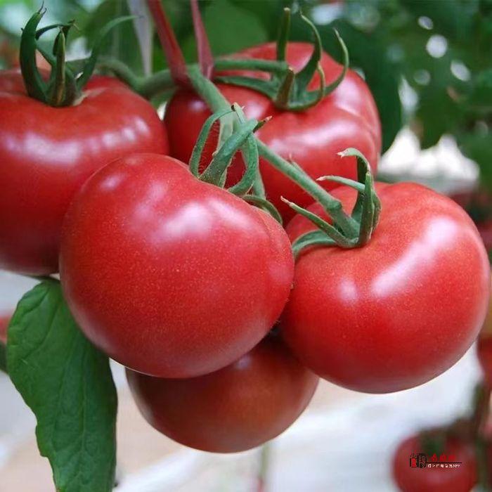 “泾阳西红柿”入选2022年第二批全国名特优新农产品名录