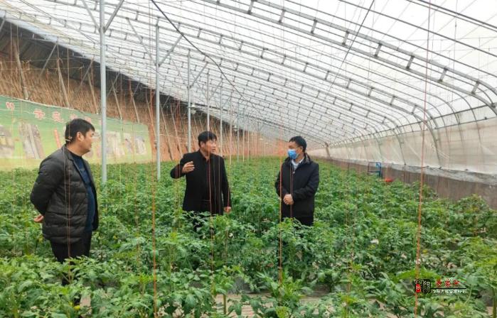 咸阳市农业农村局深入一线开展露地蔬菜寒潮防御和销售工作指导