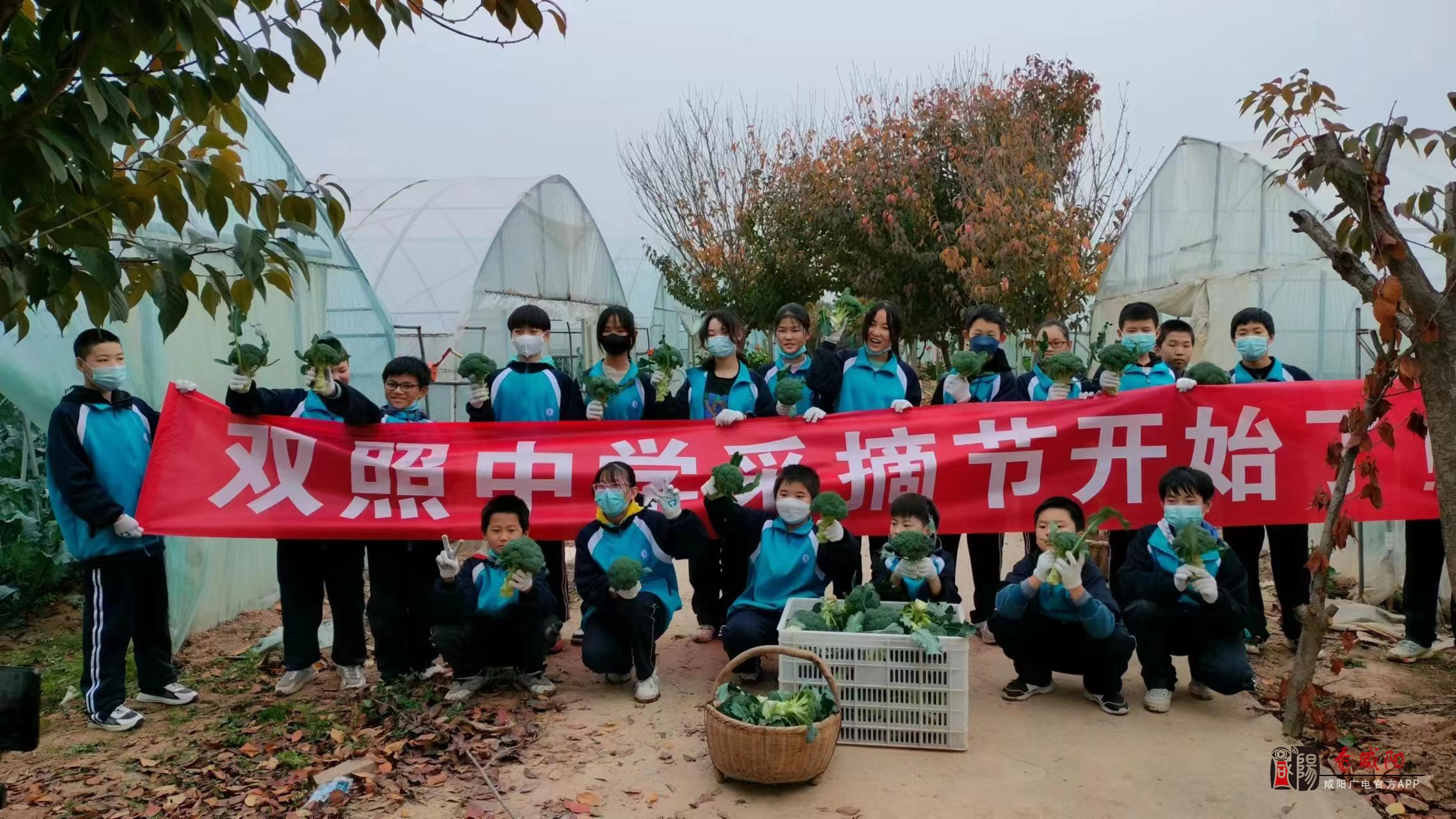 秦都區(qū)雙照初級中學：課堂搬進田園 勞動收獲成長