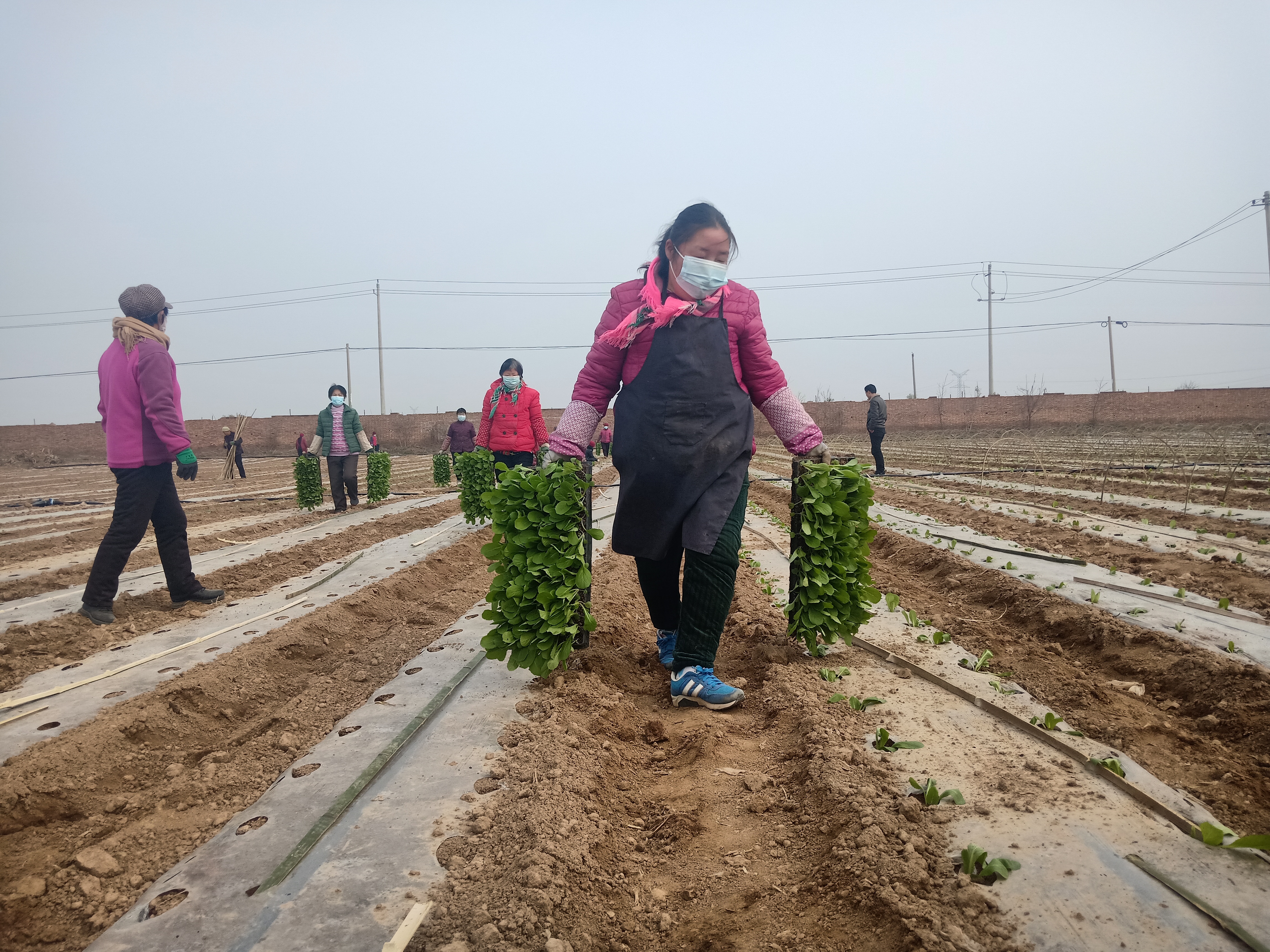 兴平：春季大白菜种植正当时