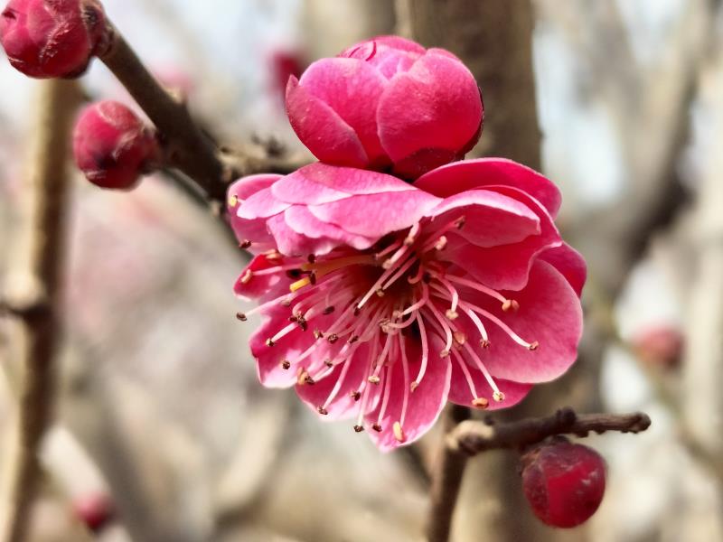 兴平：万朵梅花俏争春