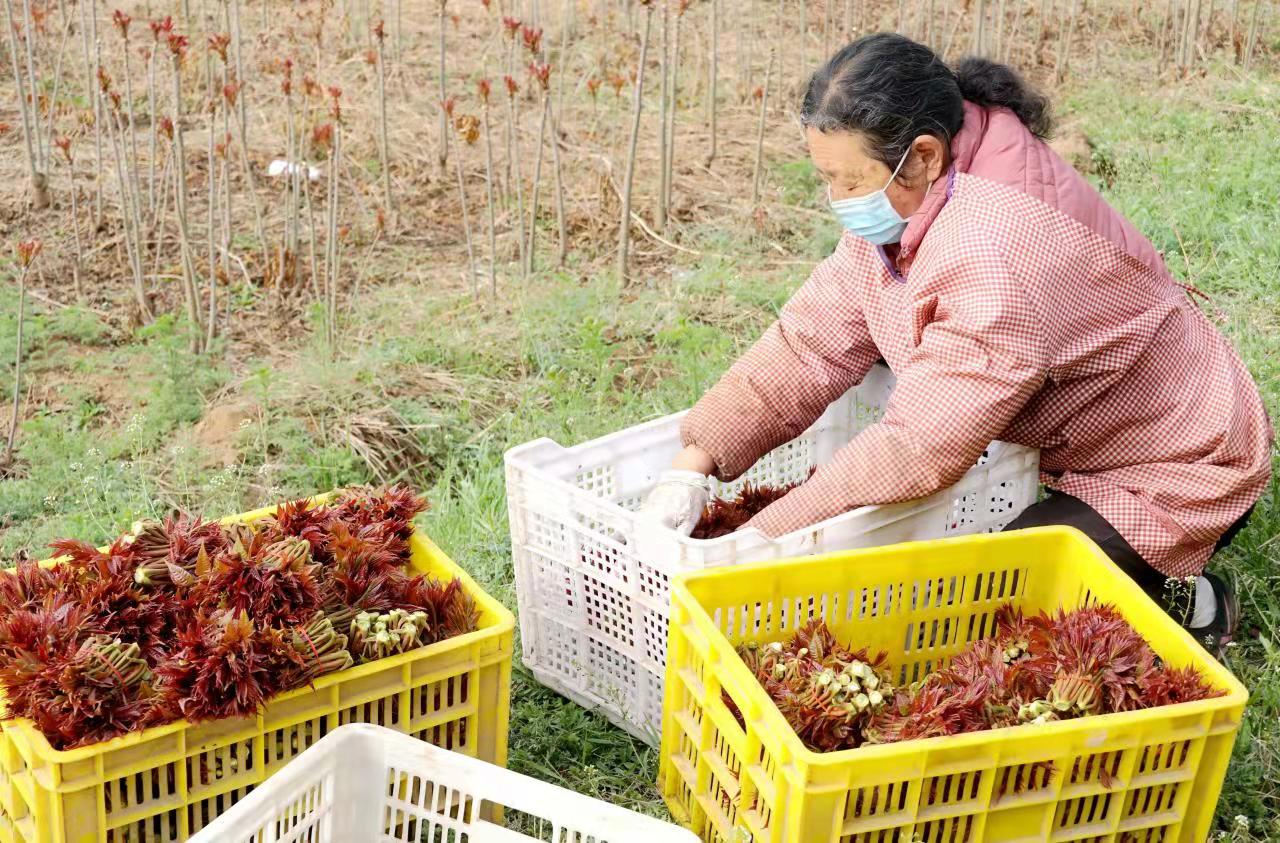 咸陽涇陽：百余畝香椿新鮮上市?助農增收