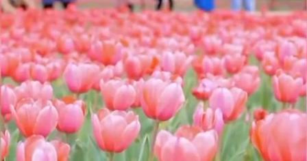 【视频】春天里的咸阳|花“漾”咸阳湖 只为“郁”见你