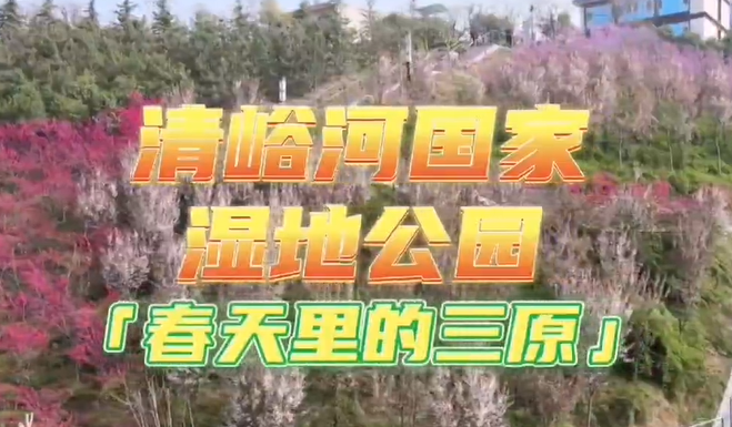 【視頻】春天里的三原：清峪河國家濕地公園春色滿園