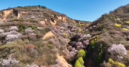 【视频】春天里的咸阳|旬邑：漫山遍野桃花开