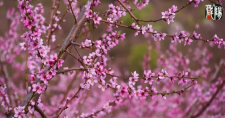 【視頻】春天里的咸陽|旬邑：漫山遍野桃花開