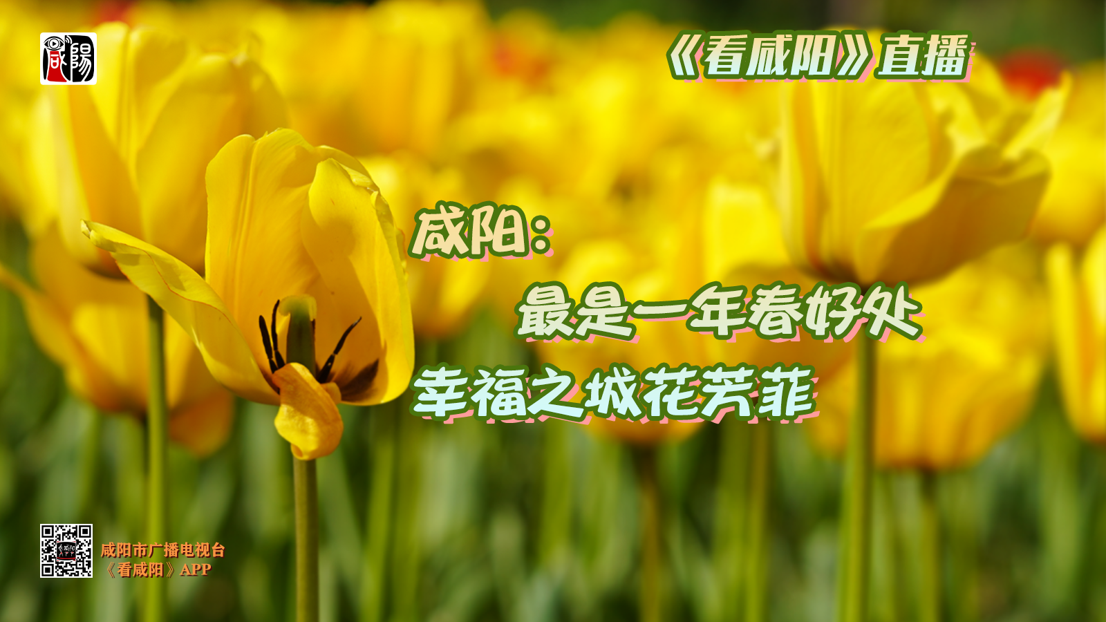 【慢直播】咸陽：最是一年春好處 幸福之城花芳菲