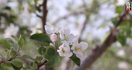 【视频】春天里的咸阳 | 淳化：苹果花开遍地香