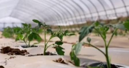 【视频】淳化：番茄小镇春耕忙