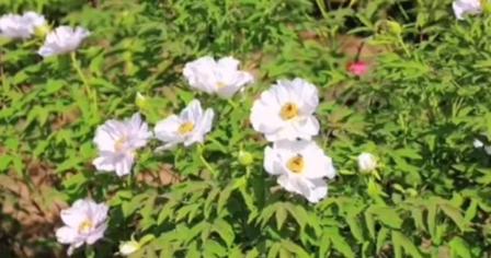 【视频】春天里的咸阳|乾陵脚下牡丹开 媚娘邀您赏花来