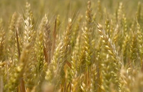 【视频】麦浪滚滚 兴平29.3万亩小麦丰收在望！