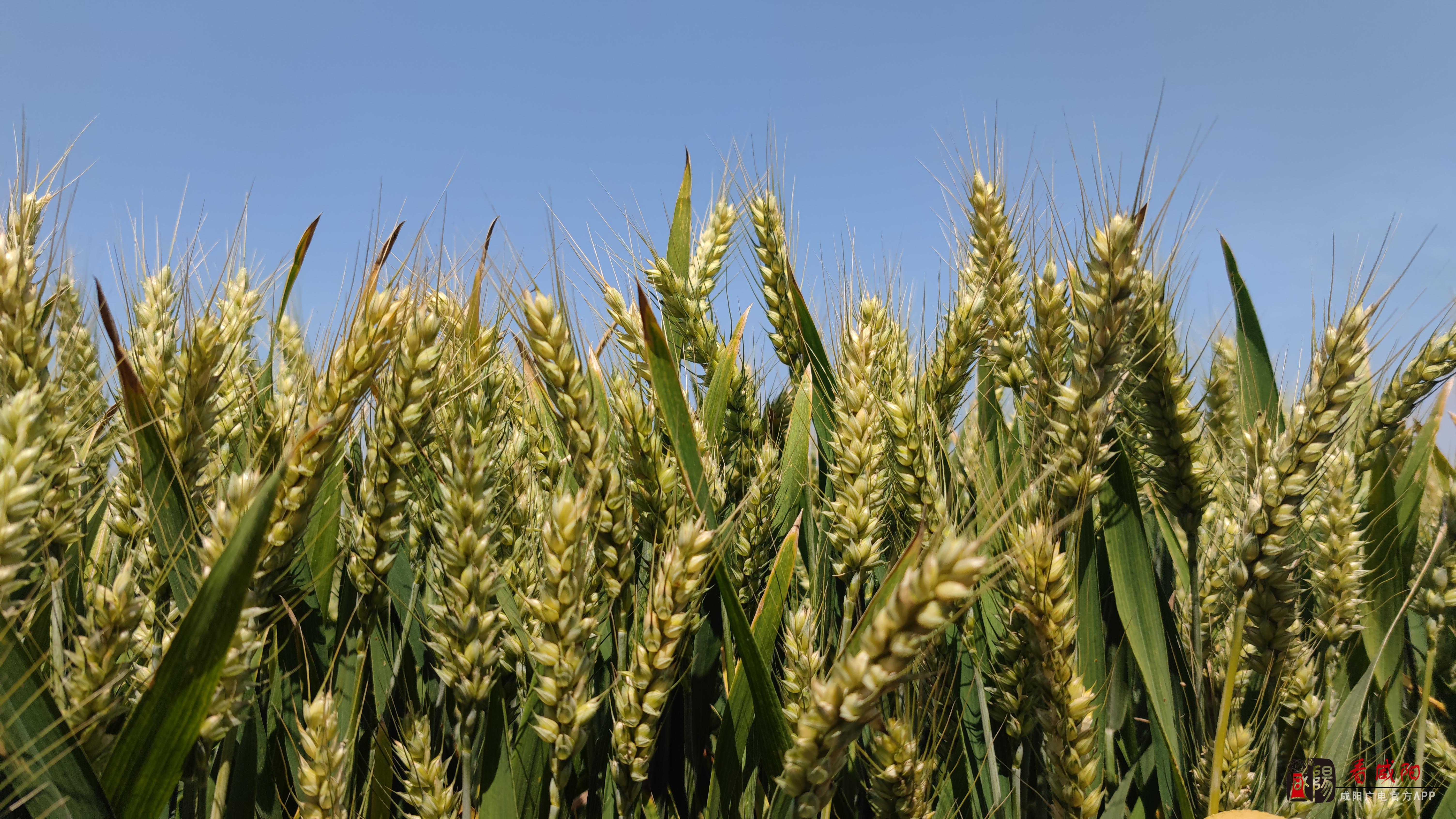 礼泉县：召开2022年夏粮生产暨小麦新品种观摩会