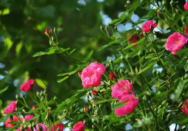 【視頻】咸陽風光無限好|旬邑：清香薔薇花入畫來
