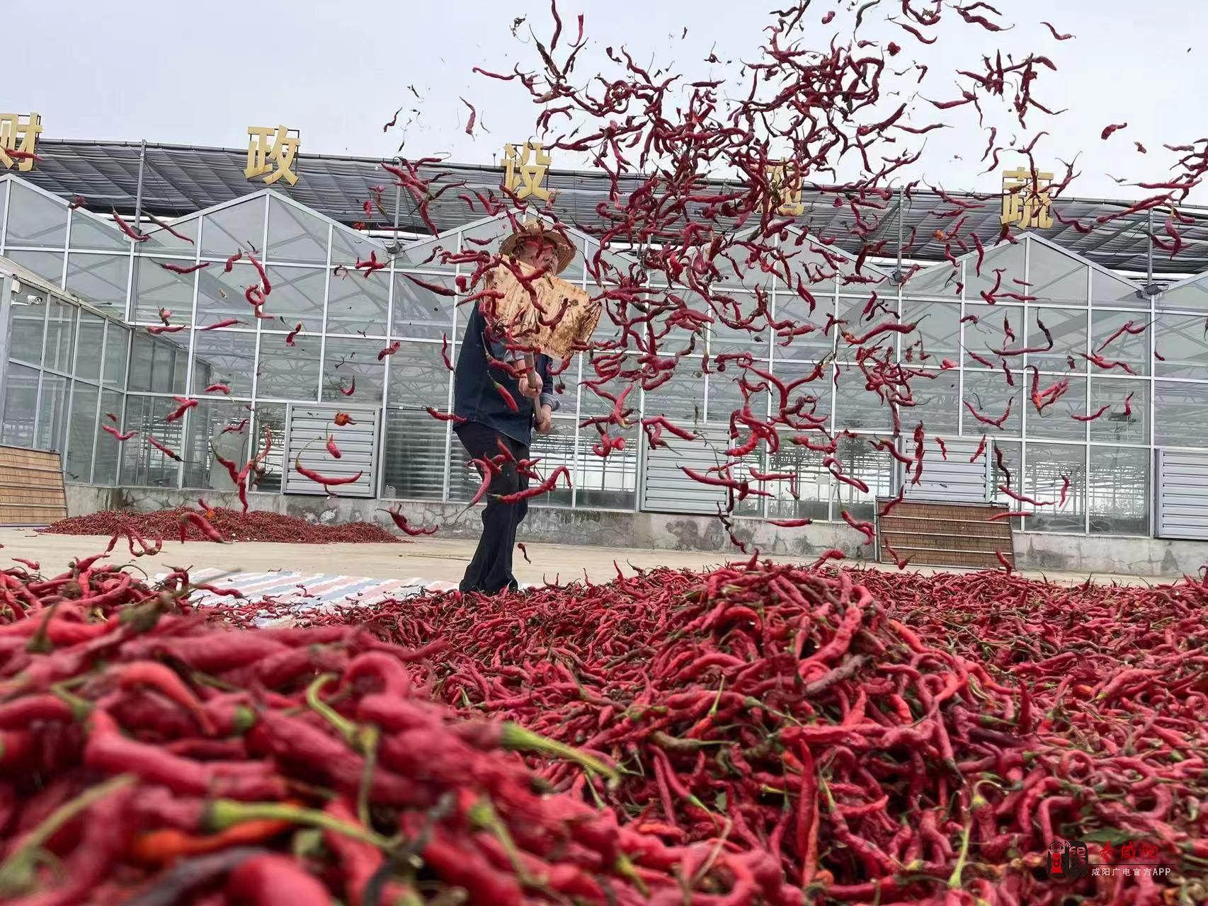 福州地区设施栽培辣椒根腐病病原菌鉴定