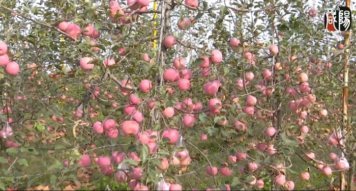 【視頻】永壽縣20萬畝蘋果迎來豐收季