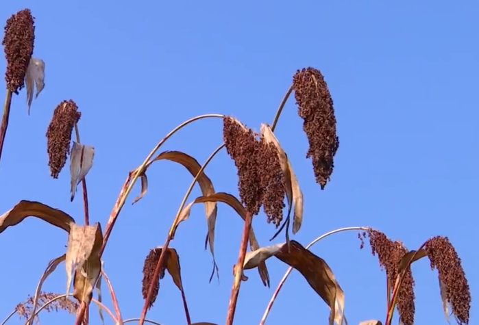 【視頻】彬州：高粱熟了紅滿天 又是一年好“豐”景