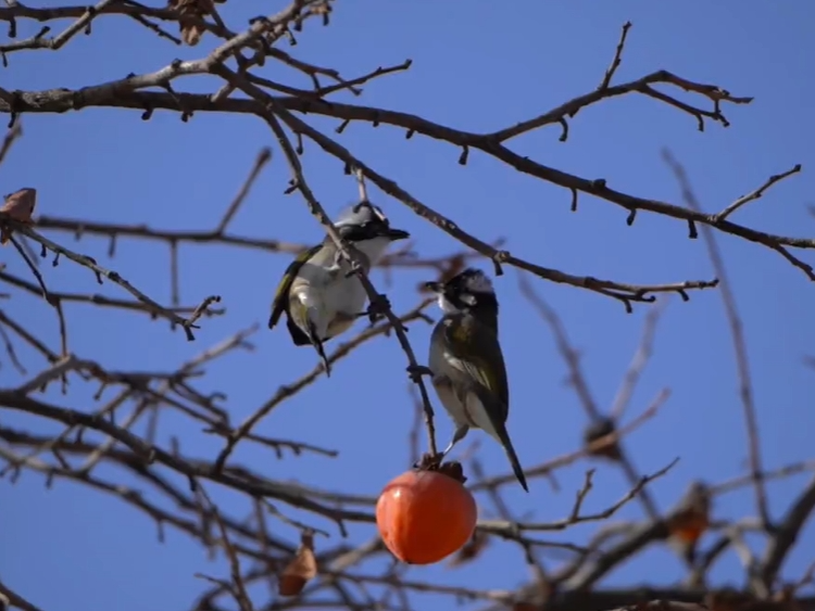 【视频】长武：喜鹊登枝，喜“柿”连连