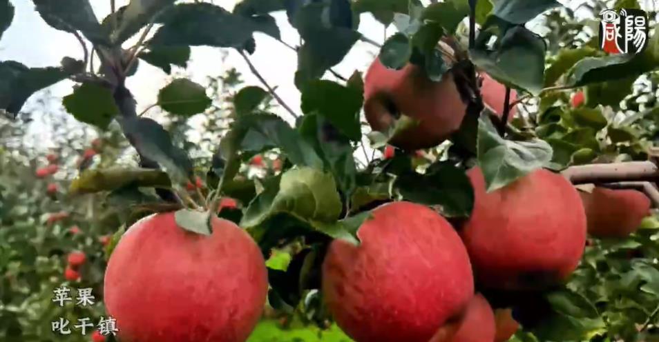 【视频】礼泉：硕果累累满枝头  苹果丰收采摘忙