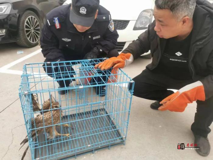 兴平公安民警成功救助国家二级保护动物雀隼