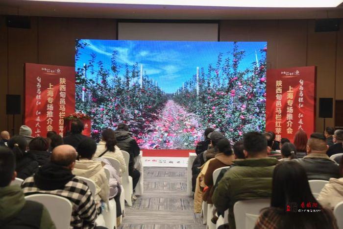1638万元！旬邑“马栏红”苹果上海签约910吨