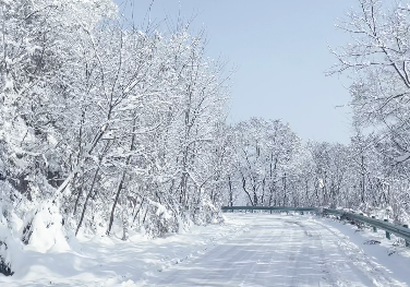 【視頻】快來看！咸陽禮泉槐樹林雪后美如仙境