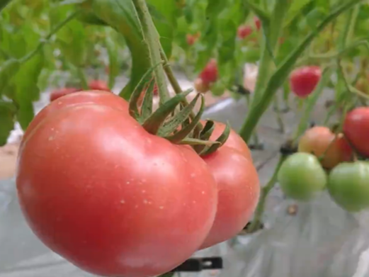 【視頻】涇陽：西紅柿“采摘游”帶熱“鄉村游”