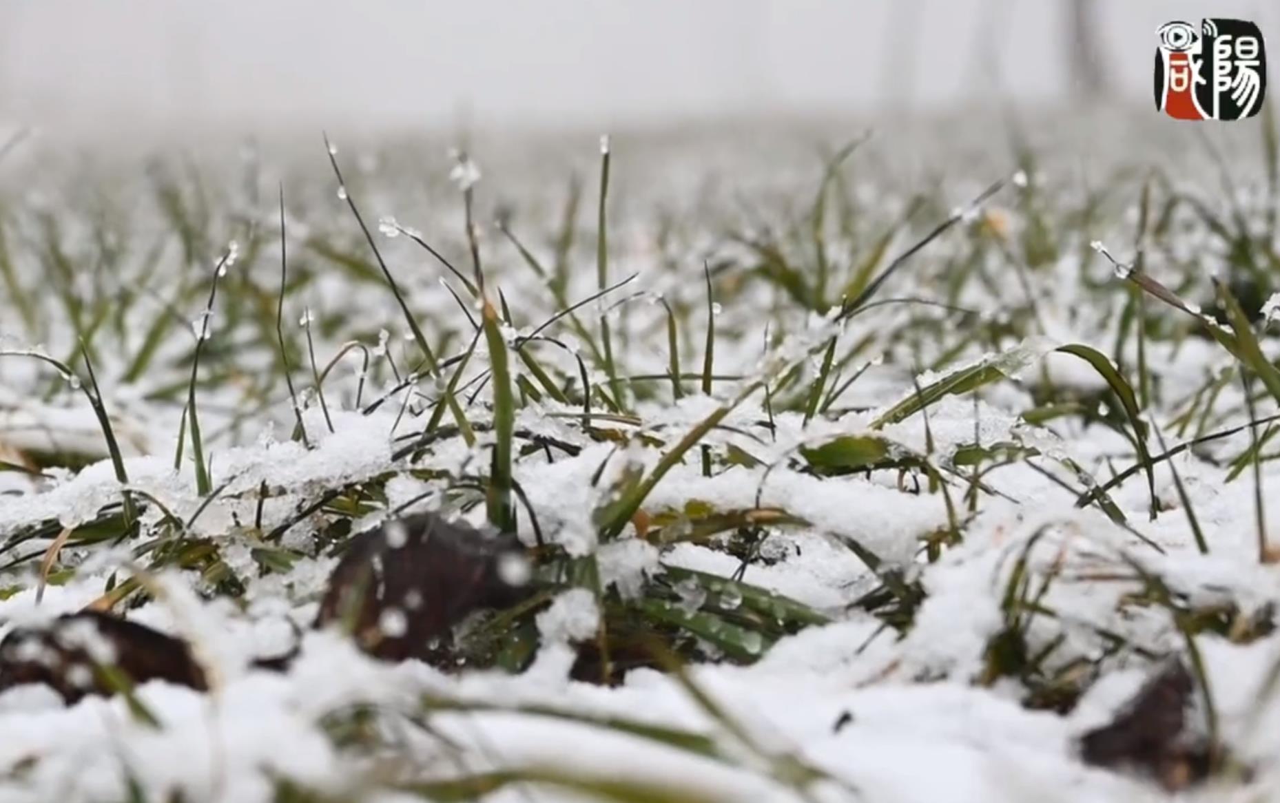 【視頻】馬欄山：春雪滿空來 觸處似花開
