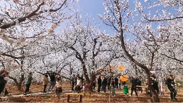【視頻】快來咸陽賞花！禮泉縣煙霞鎮山底村的杏花開了