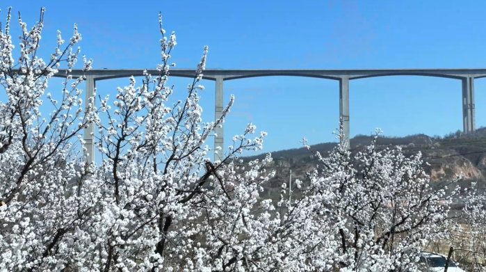 【视频】春天里的旬邑：当三水河特大桥与杏花相遇