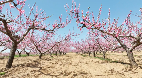 【視頻】淳化縣：春賞桃花夏采桃 農(nóng)旅融合促增收