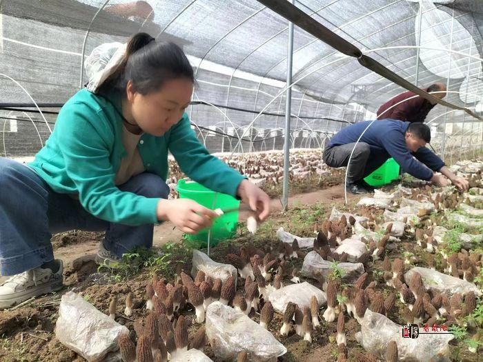 兩地牽手羊肚菌  繪成春日好“豐”景