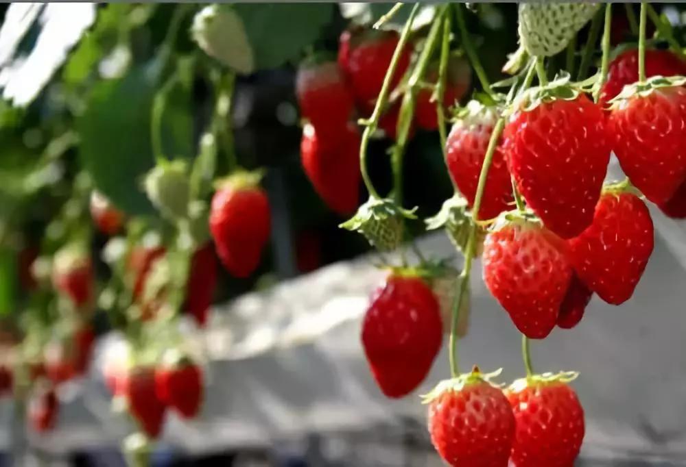 长武县枣园镇西河村：今天是“草莓味”的一天，@您出门采摘快乐啦！