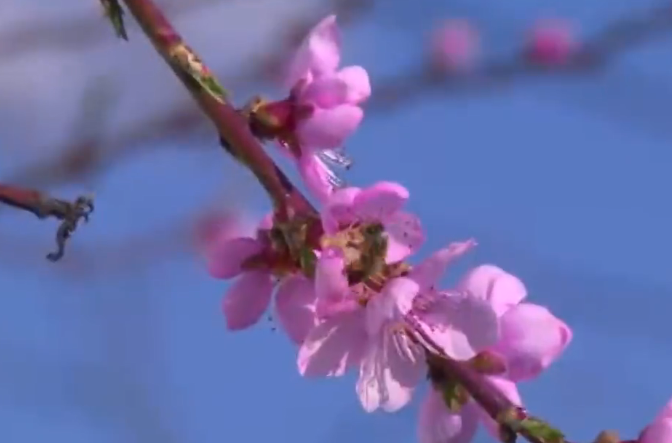 【视频】来长武， 赴一场桃花之约