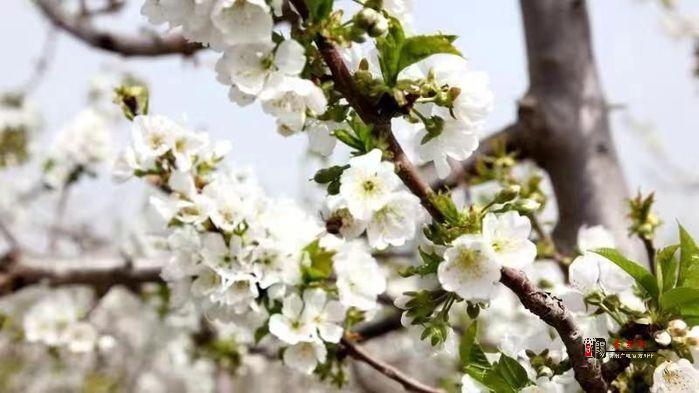 春天里的咸阳丨泾阳县千余亩樱桃花迎春绽放
