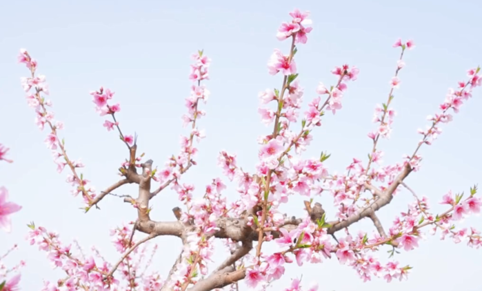 【视频】淳化县：春暖花开一切美好将会如约而来