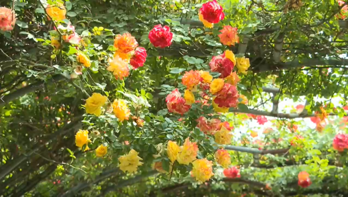 【视频】咸阳这片月季花海等您来赏